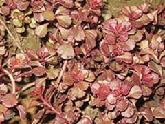 價格優(yōu)惠的柳葉馬鞭草濰坊哪里有_柳葉馬鞭草價格