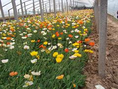 供應(yīng)各種規(guī)格雞冠花：雞冠花種植基地