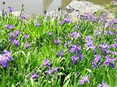 濰坊專業(yè)的草花提供商：草花養(yǎng)植