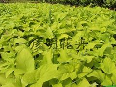 金葉薯當選彥明花卉苗木 甘肅金葉薯