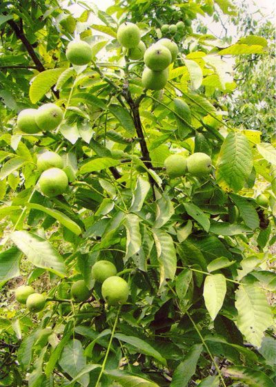 紅將軍蘋果苗價格/創(chuàng)新苗木