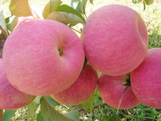 80公分黑油香椿苗/創(chuàng)新苗木