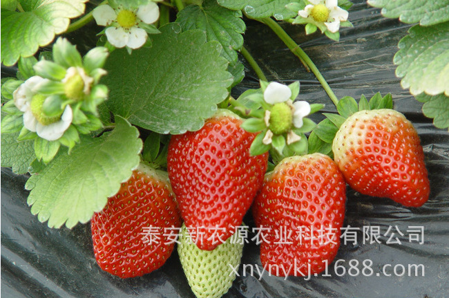 草莓苗哪里好|創(chuàng)新苗木