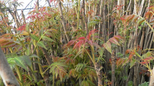 泰安西牟紫香椿苗|創(chuàng)新苗木