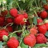 草莓苗廠家|創(chuàng)新苗木