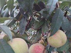 優(yōu)異的映霜紅桃苗出售，映霜紅桃苗基地