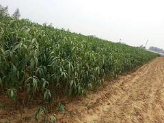 金秋紅蜜桃樹苗——供應山東物超所值的桃樹苗