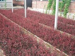 想買品種好的紅葉李小苗上哪，山東紅葉李小苗基地