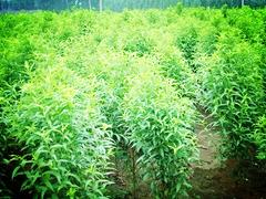 大葉蜜桃苗多少錢一株 批發(fā)大葉蜜桃苗