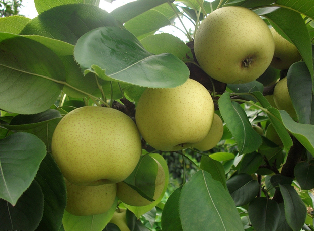 梨樹(shù)苗價(jià)格量大從優(yōu)——愛(ài)宕梨樹(shù)苗