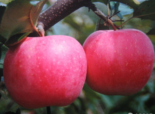 重慶紅將軍蘋果苗|供應山東精品紅將軍蘋果苗