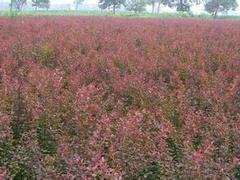 葉片金黃色【金葉蕕種植基地】金葉蕕價格