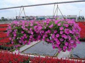 花帶組圖專用花【牽牛種植基地】牽牛價格