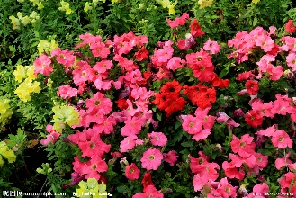 五一十一用花【矮牽牛種植基地】矮牽牛價格