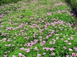 伞状花序的【红花炸酱草种植基地】红花炸酱草批发价格