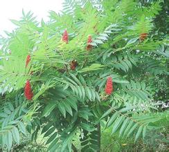 根深蒂固【山东青州火炬树种植基地】火炬树价格