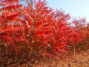 防止水土流失【火炬樹種植基地】火炬樹價格