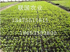 蔬菜種苗批發(fā)——哪里能買到優(yōu)質(zhì)蔬菜種苗