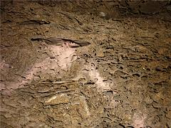 福州可靠的白蟻防治哪里有 福建白蟻防治