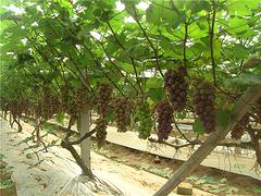 廣西夏黑提子發發葡萄種植專業供應——供銷廣西夏黑提子