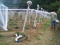 桂林{yl}的葡萄基地施工：江門葡萄基地施工