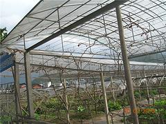 有品質(zhì)的葡萄園施工廣西提供    |葡萄園施工哪里有