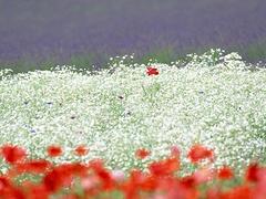 想要易種植的山東四季草花就來浩地花卉苗木 山東四季草花報價