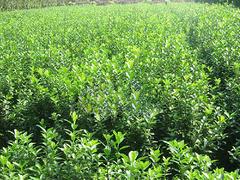 市場(chǎng)上價(jià)格適中的水生荷花在哪里可以找到，水生植物行情