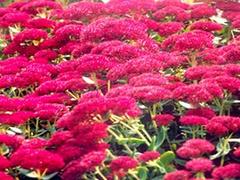 宿根花卉供應商哪家好_宿根花卉行情
