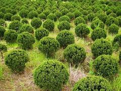 大量出售山東扶芳藤——扶芳藤批發(fā)