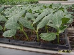 福建大棚農(nóng)膜廠家是你的besz：漳平福建塑料紙