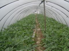連江福建智能溫控大棚——口碑好的福建智能溫室大棚哪里有