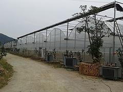 廈門優(yōu)質(zhì)的蔬菜育苗基質(zhì)·廠家直銷 武平穴盤育苗基質(zhì)