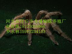 河北省任丘市龍盛蜈蚣養(yǎng)殖專業(yè)合作社-您的不二選擇 壁虎銷售低價(jià)甩賣