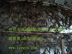 哪里能買(mǎi)到較好的河北省任丘市刺猬養(yǎng)殖|泊頭刺猬養(yǎng)殖
