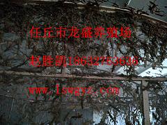 價格合理的壁虎加盟 河北專業任丘市龍盛養殖場