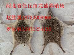 信譽好的河北省任丘市龍盛蜈蚣養殖專業合作社[信息]|河南壁虎養殖