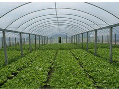 蔬菜大棚廠家：新款廣西溫室大棚哪里有