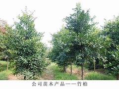 綠化苗木供應(yīng)：供應(yīng)廣西有品質(zhì)的南寧苗木供應(yīng)