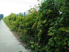 生長(zhǎng)旺盛的澤香葡萄苗培育基地——在哪能買(mǎi)到搶手的澤香葡萄苗