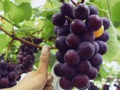 2015葡萄種植基地——供應江蘇成活率高的葡萄苗