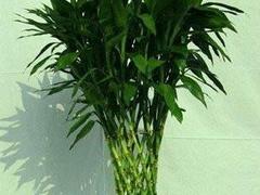 盆栽租賃|花卉租賃