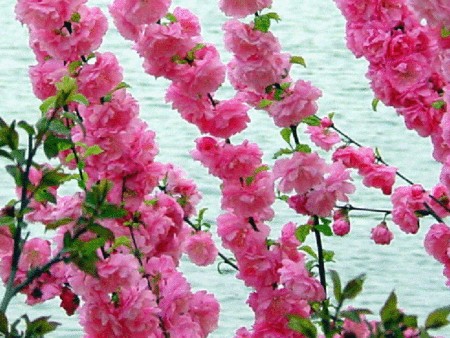 宿根花卉種植基地、、宿根花卉批發(fā)、、宿根花卉供應