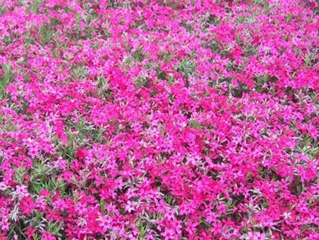 宿根花卉種植基地、、宿根花卉批發(fā)、、宿根花卉供應(yīng)