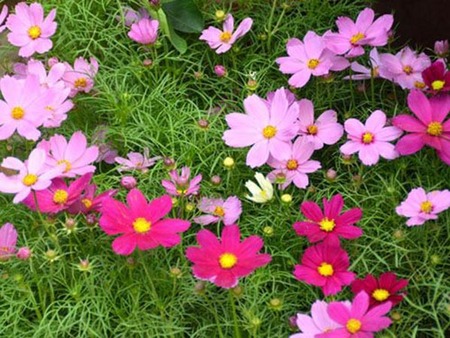 道路綠化用草花，道路綠化草花，學(xué)校綠化草花