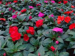 四季草花基地|優(yōu)惠的四季草花哪里有供應(yīng)