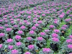 濰坊優質的四季草花哪里有供應：山東四季草花