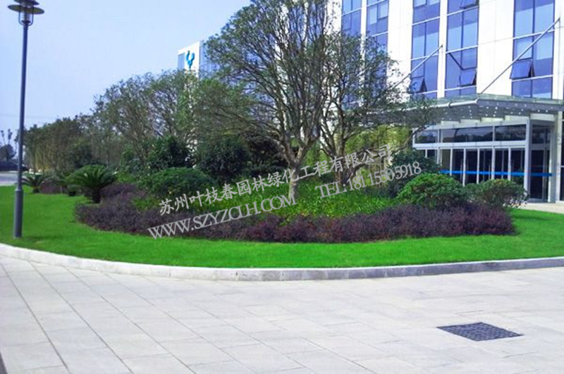 蘇州值得信賴綠化工程公司，當(dāng)屬蘇州葉枝春園林：常熟校園綠化改造