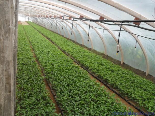 供應山東好種植的核桃苗|核桃苗價格