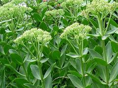 供應(yīng)濰坊xjb高的金雞菊——供應(yīng)金雞菊